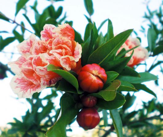 درخت گلنار فارسی چیست؟